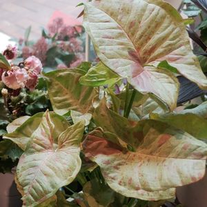 シンゴニウム,シンゴニウム・ミルクコンフェッティ,観葉植物,鉢植え,ダイソーの画像
