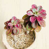 紅司,多肉植物,部屋の画像