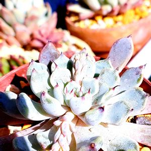 黒爪ザラゴーサ,M's Succulent Memories,多肉植物,幸せの多肉,爪先嬉し♪の画像