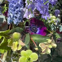 アネモネ,クリスマスローズ,バイモ,ヒヤシンス,デルフィニウムの画像