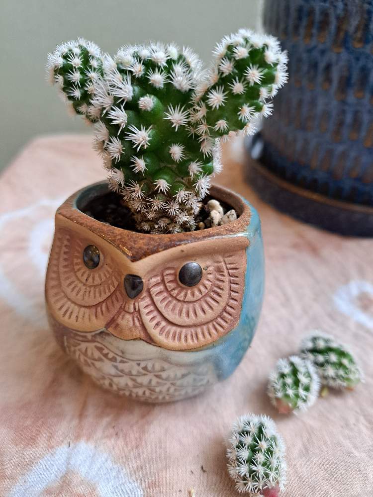 明日香姫の投稿画像 by どらちゃんさん｜サボテンと部屋 (2023月2月6日)｜🍀GreenSnap（グリーンスナップ）｜🍀GreenSnap（グリーンスナップ）