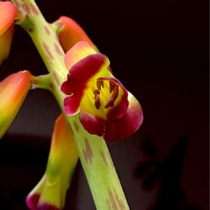 lachenalia,ラケナリア クアドリコロール,Lachenalia aloides var.quadricolor,ラケナリア アロイデス クアドリコロール,塊根植物の画像