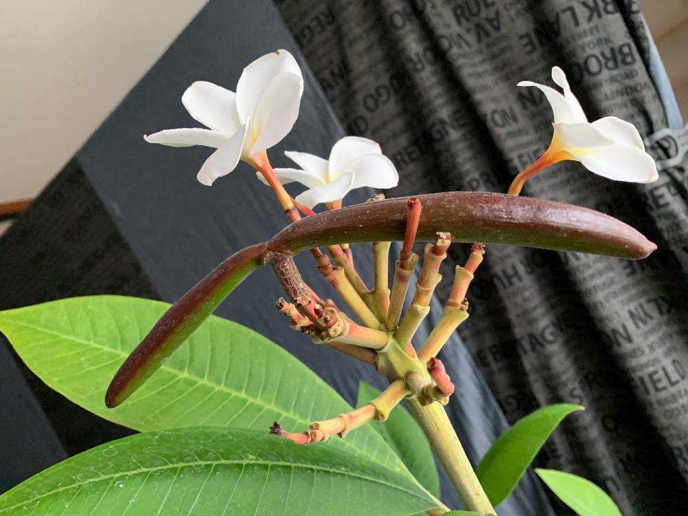 プルメリアの種を収穫したい！！！｜🍀GreenSnap（グリーンスナップ）