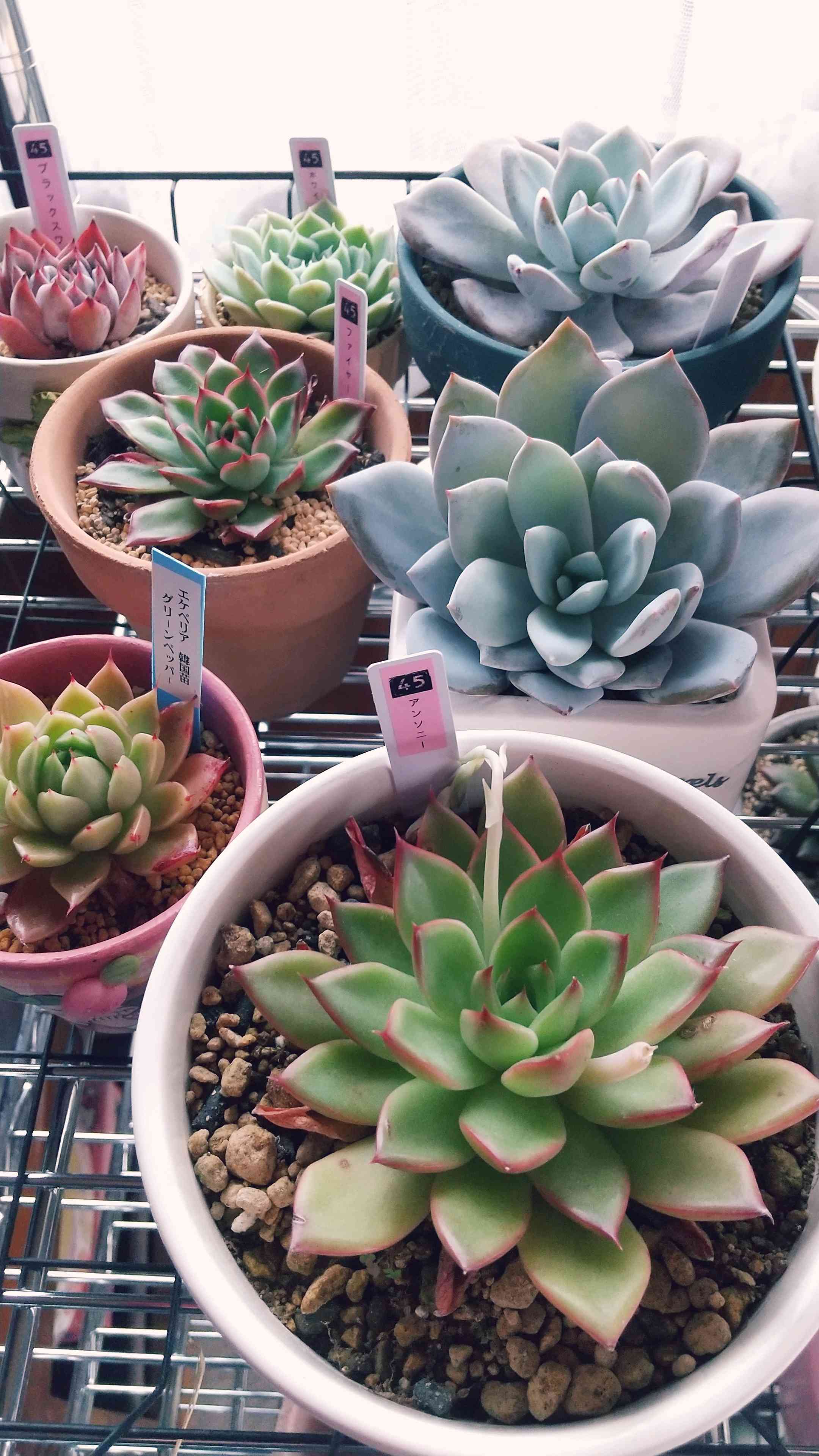 Prizum 特大 (韓国苗)