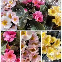 プリムラ ジェシカ,庭の花,広い庭♡,鉢植え,銅葉の画像