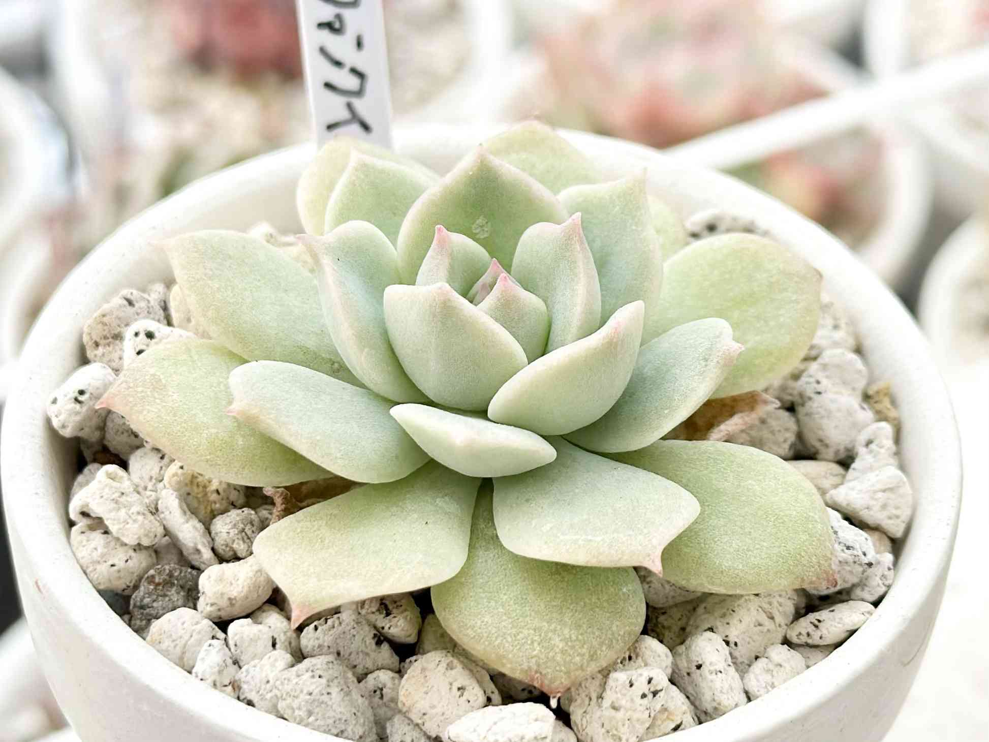 多肉植物 フィレンツェ錦♡希少カキコ(速達付)-