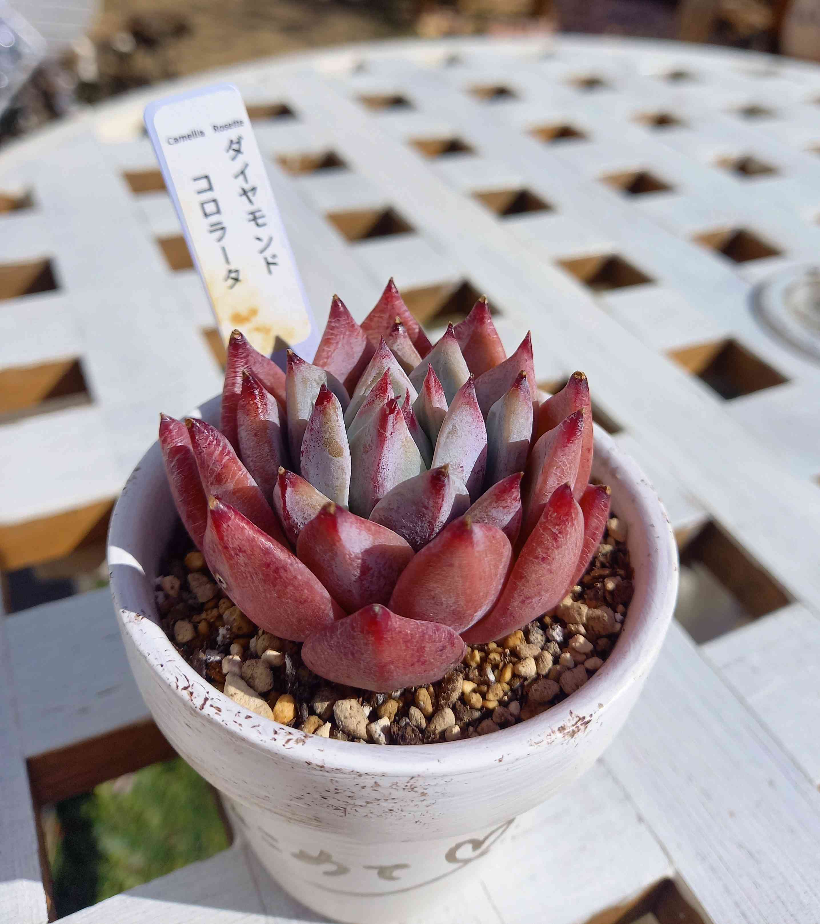 ④フィカスウンベラータ曲がり仕立て7号特大苗木最高等級