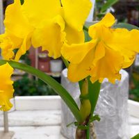 カトレア,ミニカトレア,黄色い花,今日の花,黄色いお花の画像