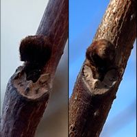 ポポー,葉痕,冬芽と葉痕✨,果樹,バンレイシ科の画像