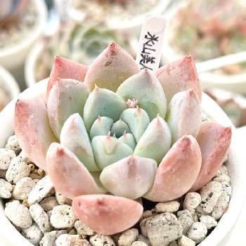 クローバー,実生,実生記録,もしゃもしゃ計画,みどりのある暮らしの画像