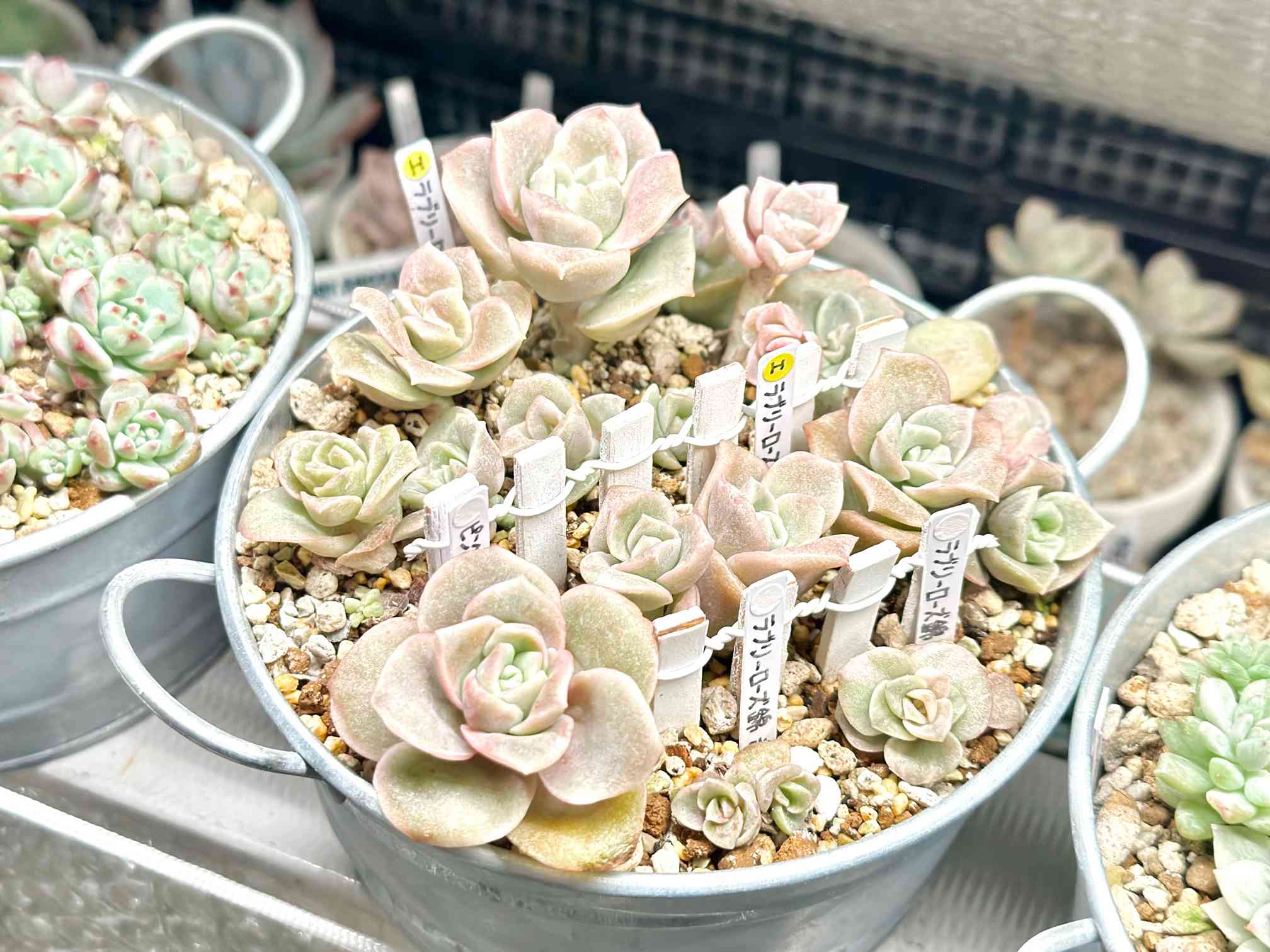 ピンクラブリーローズの一覧｜🍀GreenSnap（グリーンスナップ）