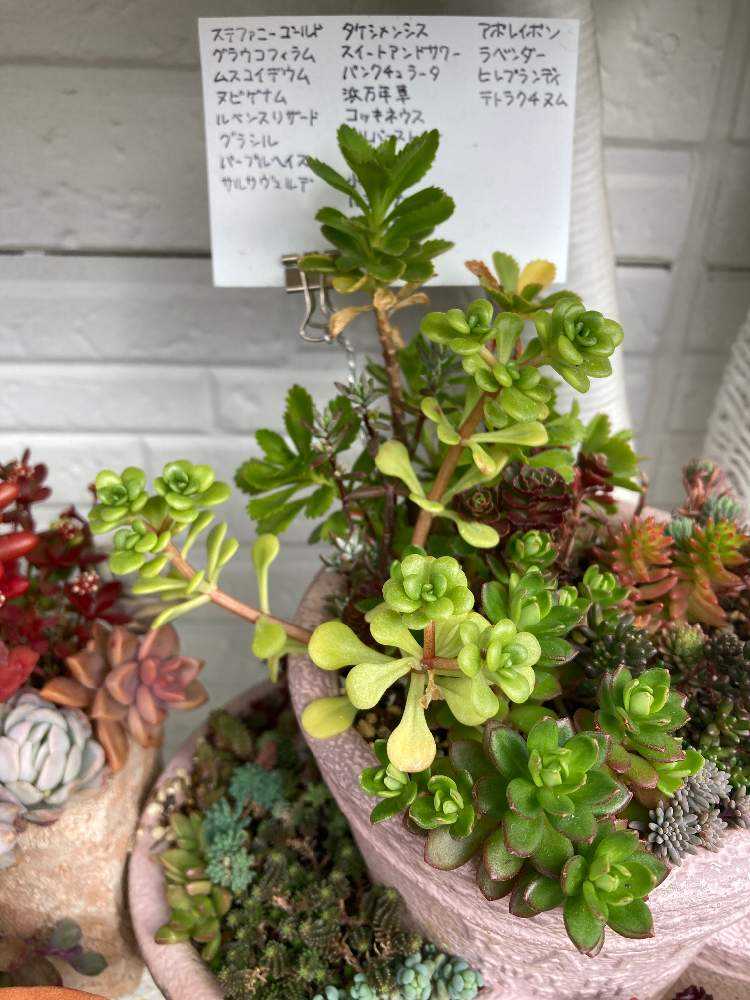 多肉植物 ドーナツ 抜き苗 重々しく