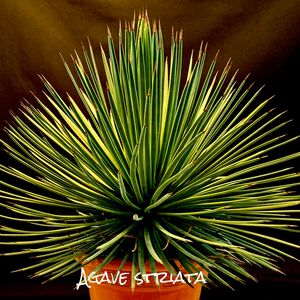 吹上,Agave striata,カクタス広瀬,車庫の画像