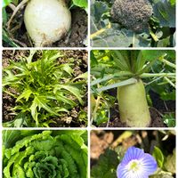 白菜,大根,オオイヌノフグリ,カブ,水菜の画像