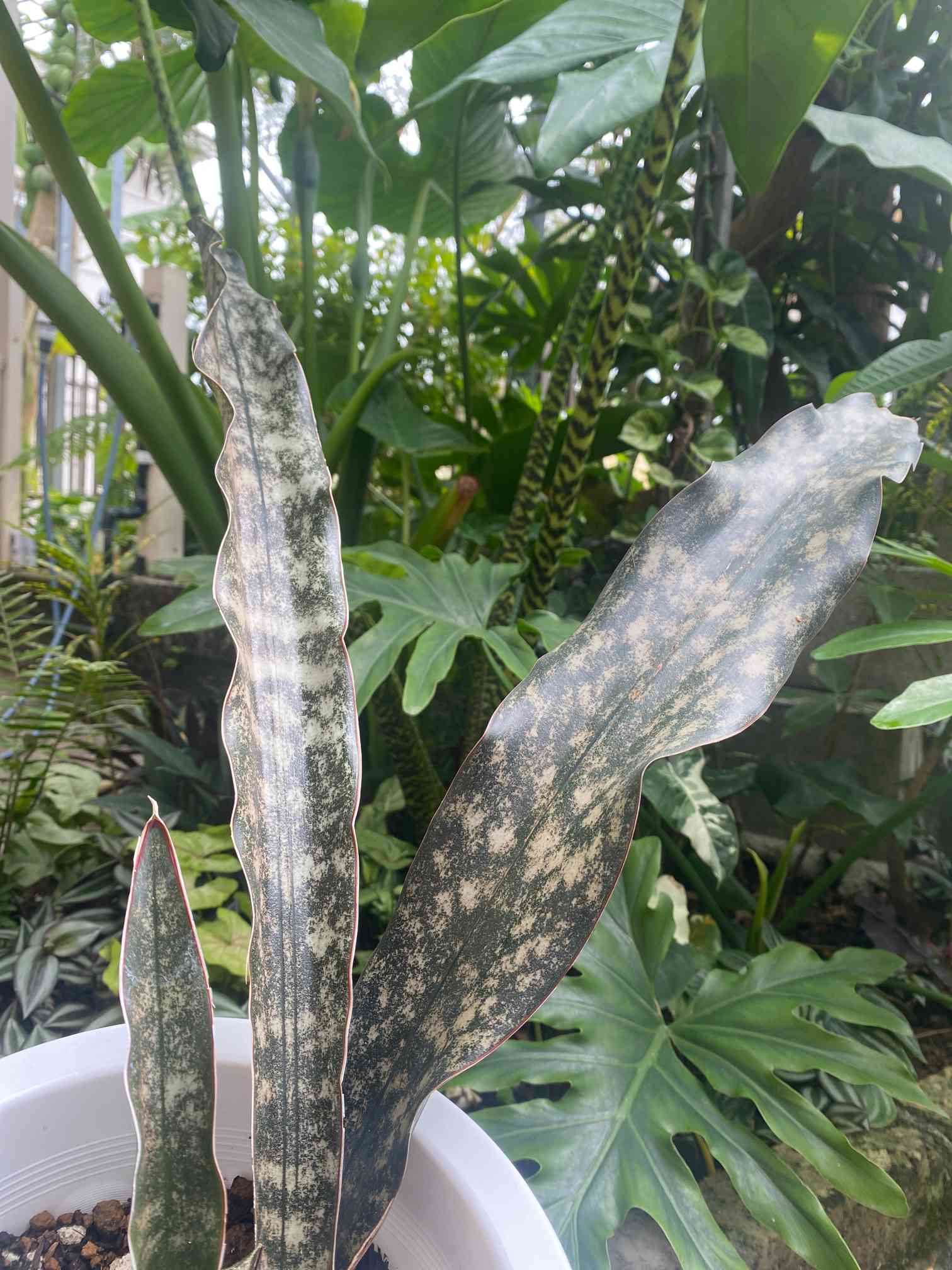 サンスベリア キルキープルクラ　希少大株！送料込み サンスベリア キルキープルクラ 希少大株！送料込み 【公式通販】