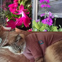シャコバサボテン,西洋サクラソウ,まお,花のある暮らし,ネコのいる暮らしの画像