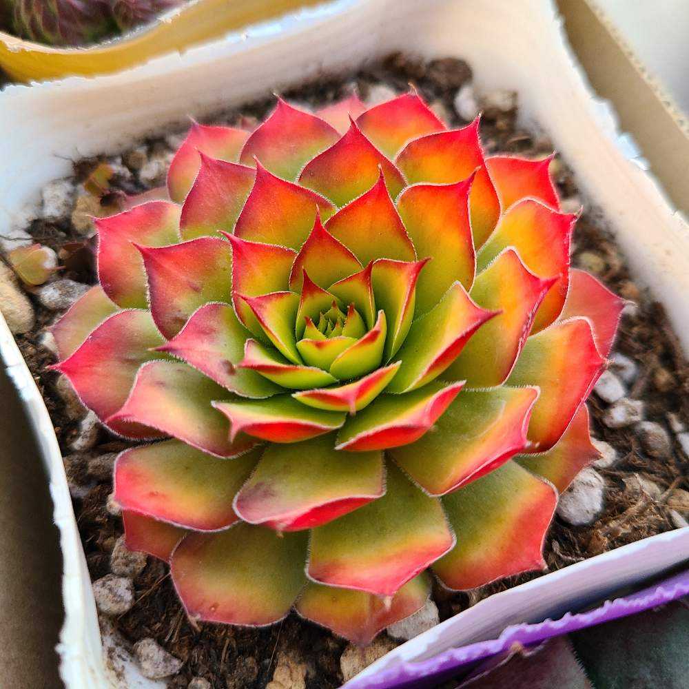 ゴールドナゲット カット苗 【公式通販】