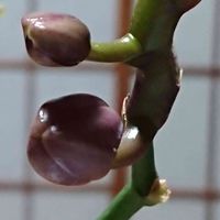 胡蝶蘭 ハッピーアマーエレガンス,金曜日の蕾たち,東北人花の会,チーム魔女っ子,これなんだろうクラブの画像