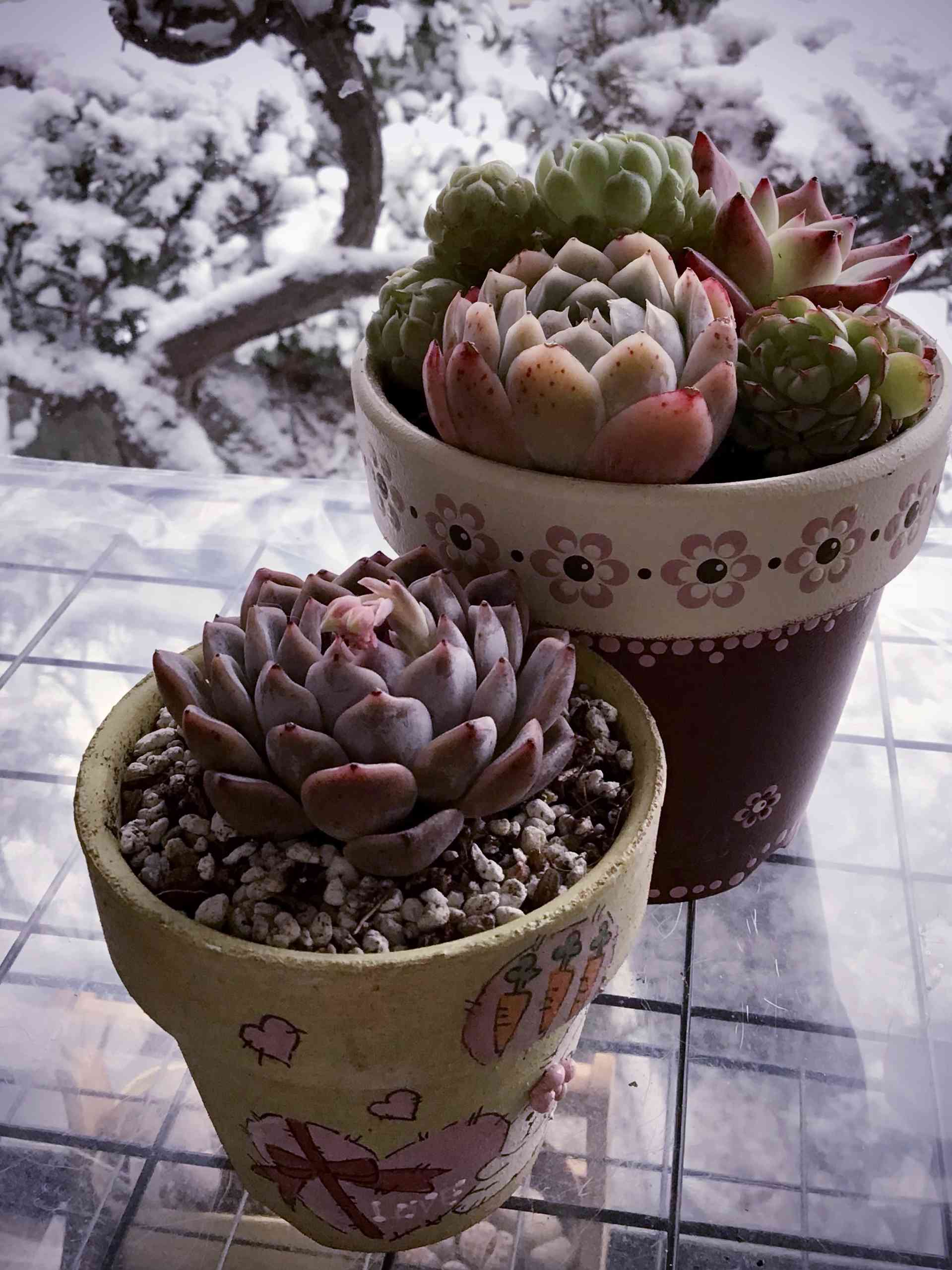 多肉植物 韓国 エケベリア 10-3221ゴーストバスト20個