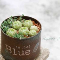 ボールオブファット,多肉植物,リメ缶,癒される,花のある暮らしの画像