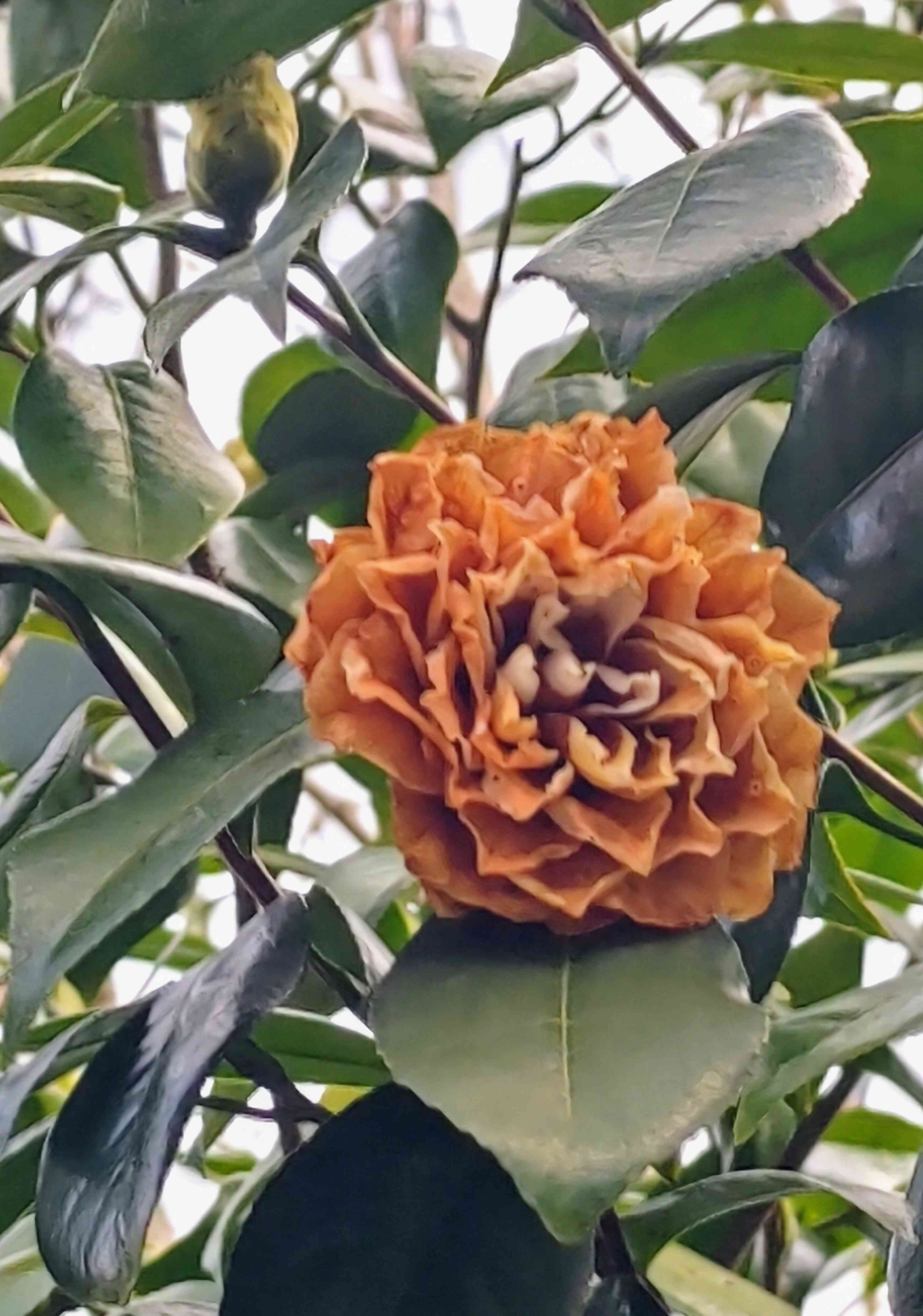 【クリスマス切り花＊ブーケ＊花束】南天＊松葉＊椿の蕾＊山茶花の蕾＊クチナシ＊他 クリスマス切り花＊ブーケ＊花束】南天＊松葉＊椿の蕾＊山茶花の蕾