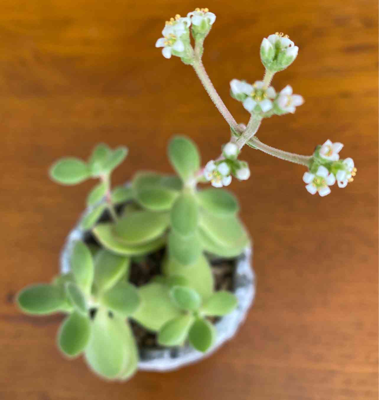 クラッスラ ワーテルメイエリーの一覧｜🍀GreenSnap（グリーンスナップ）