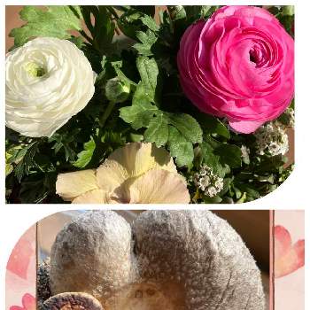 しいたけ農園,ラナンキュラス,冬野菜,受賞＆当選賞品♡︎,ラナンキュラス✨の画像