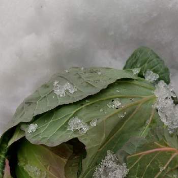 キャベツ,キャベツ栽培,雪下キャベツ,植物大好き！,キャベツ収穫の画像
