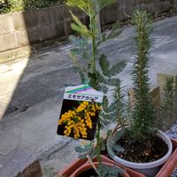 ミモザアカシア,鉢植え,2023年苗,小さな庭の画像