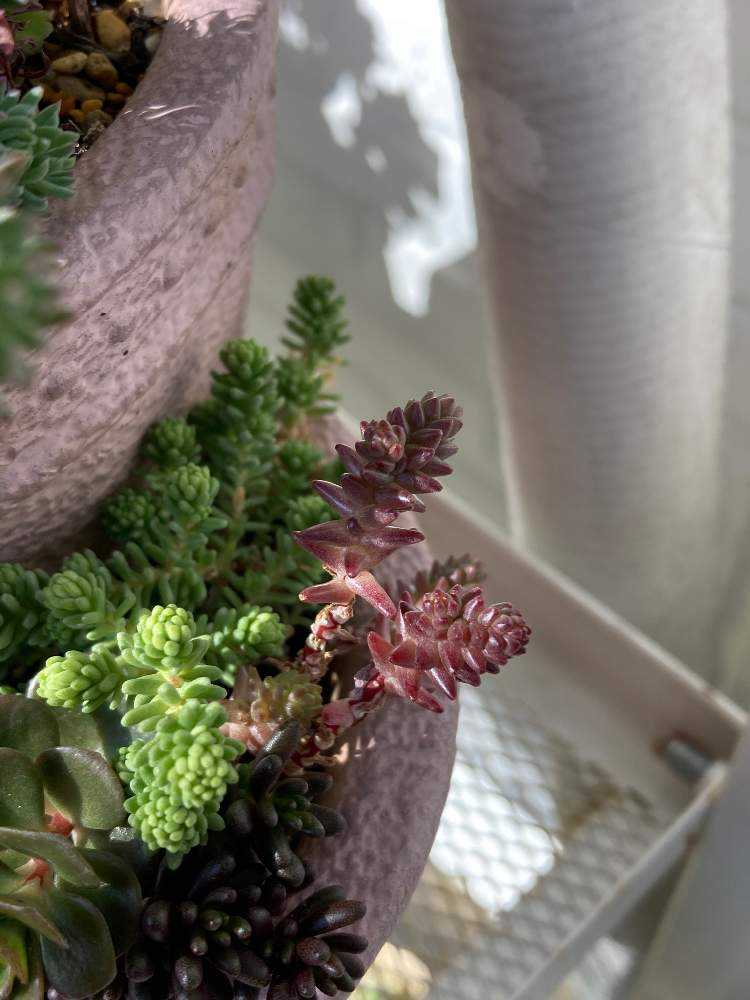 多肉アルバム⑩草系セダム（2）ラベンダー、グリーンペット、ルベンス