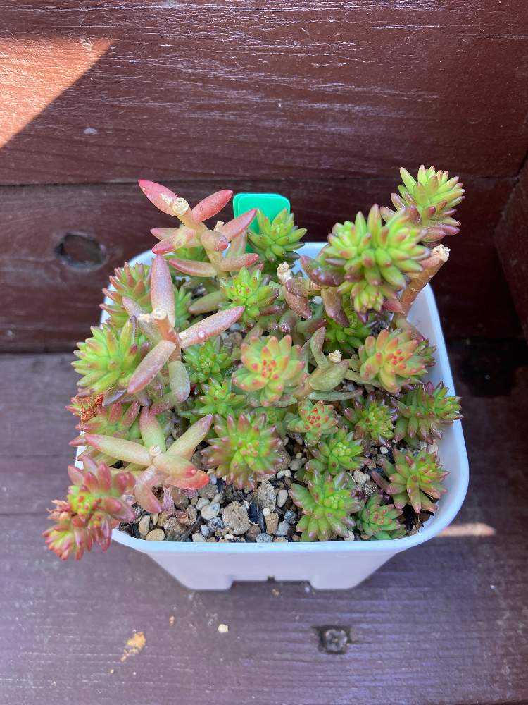 多肉アルバム⑩草系セダム（2）ラベンダー、グリーンペット