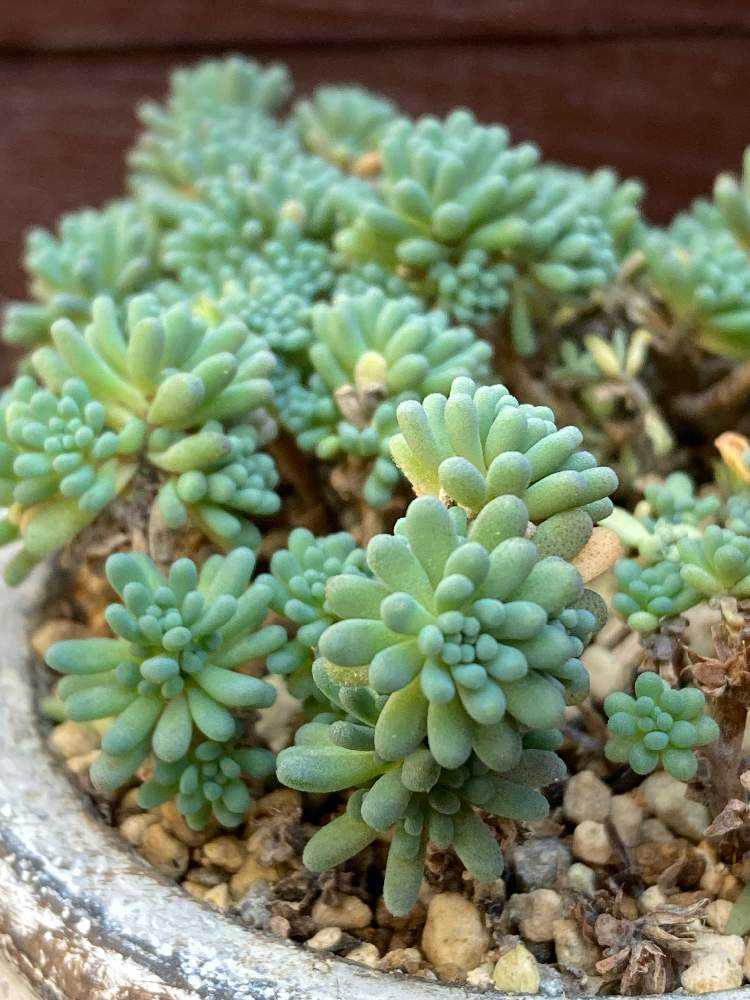 多肉アルバム⑩草系セダム（2）ラベンダー、グリーンペット、ルベンス