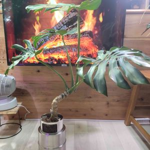 モンステラ属,大型観葉植物,観葉植物のある暮らし,観葉植物好き,わがやの植物の画像