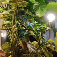 クワズイモ,シンゴニウム,ストレリチア,モンステラ,マランタの画像