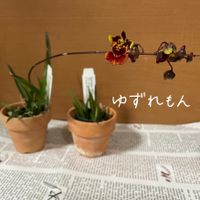 トルムニア,Tolumnia Jairak Firm ‘Big Bang’,Tolumnia Jairak Firm 'Spoty',かわいい,花芽の画像