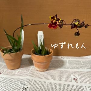 トルムニア,Tolumnia Jairak Firm ‘Big Bang’,Tolumnia Jairak Firm 'Spoty',かわいい,花芽の画像