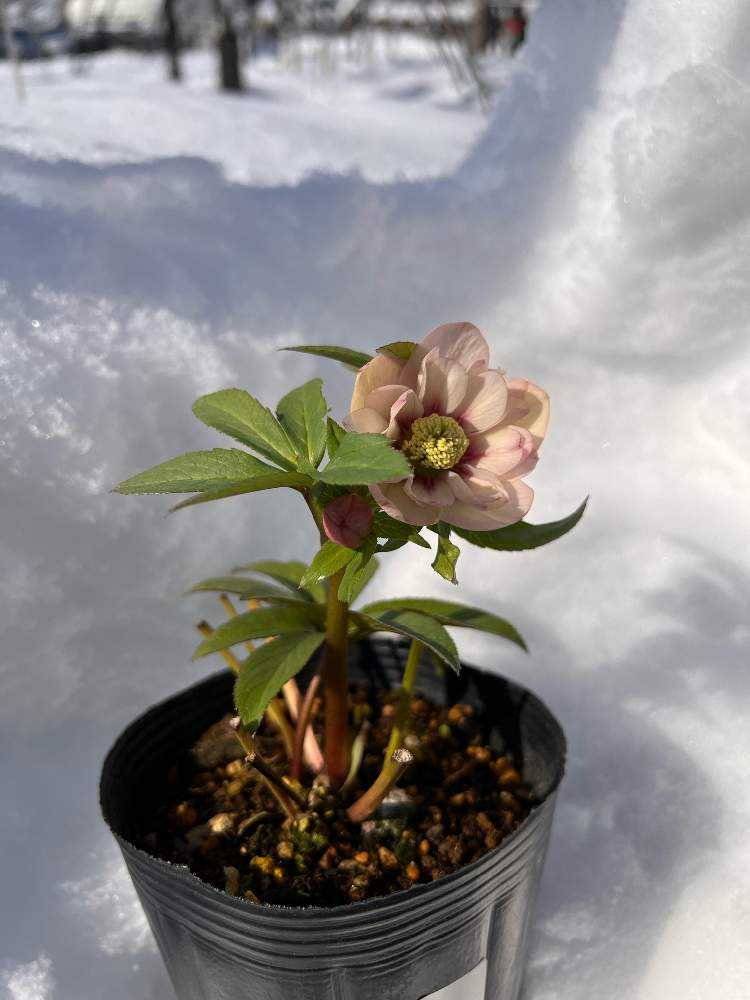 クリスマスローズ展1日目に行ってきたよ｜🍀GreenSnap（グリーンスナップ）