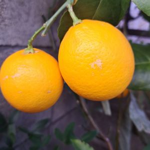 マイヤーレモン,檸檬の実,檸檬A,マイヤー檸檬,キュンキュン乙女倶楽部の画像
