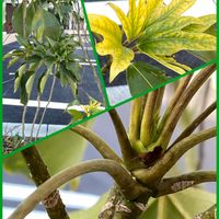 カクレミノ,冬芽と葉痕,ウコギ科,ご近所さん,カクレミノ属の画像