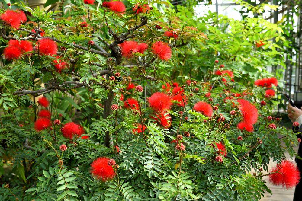 カリアンドラ・ハエマトケファラ(オオベニゴウカン)の紅色と白色が