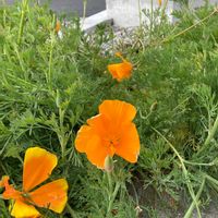 ハナビシソウの画像