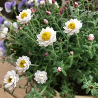 ハナカンザシ,可愛い〜♡,花のある暮らし,我が家の植物紹介,平和を願う☆の画像