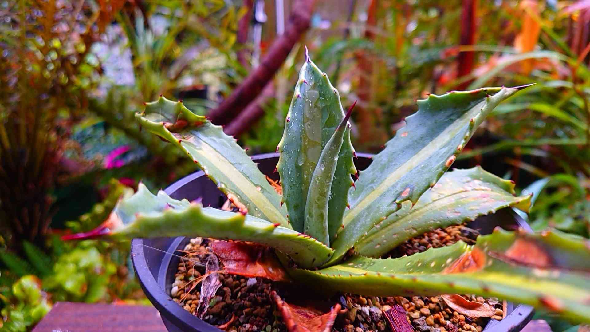 アガベ プロトアメリカーナ レモンライムの一覧｜🍀GreenSnap