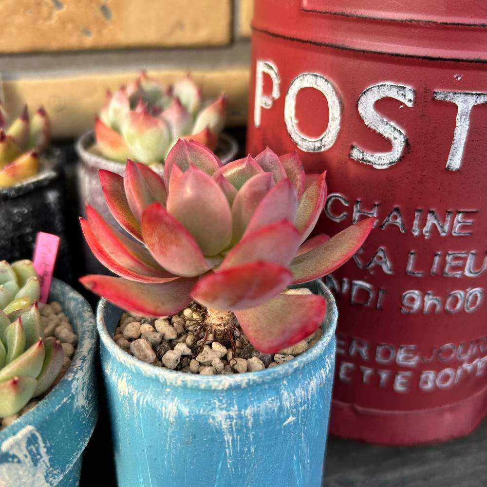 グレーと赤の多肉植物 中型*3 グレーと赤の多肉植物 中型*3 グレーと赤の多肉植物 中型*3 グレーと赤