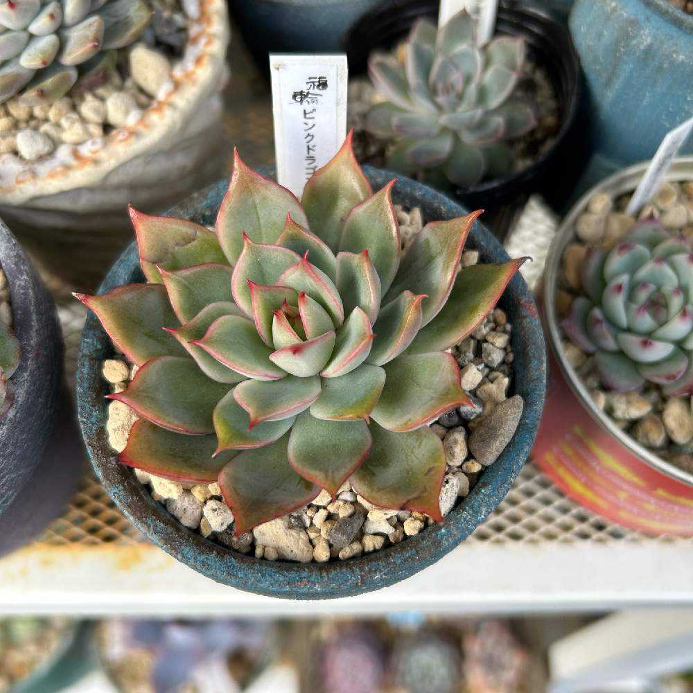 気になった多肉たち｜🍀GreenSnap（グリーンスナップ）