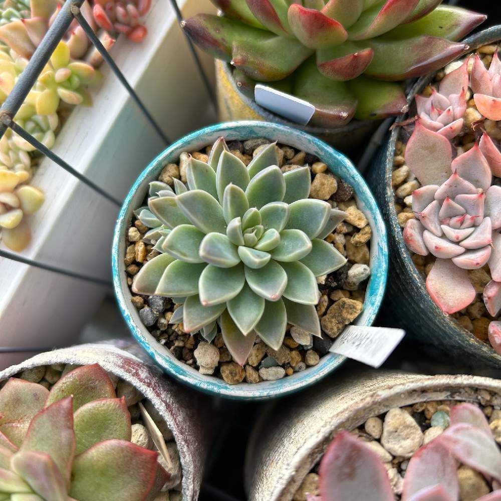 多肉植物 181 ⭐️ハルカスピーチ錦 独特の上品☆