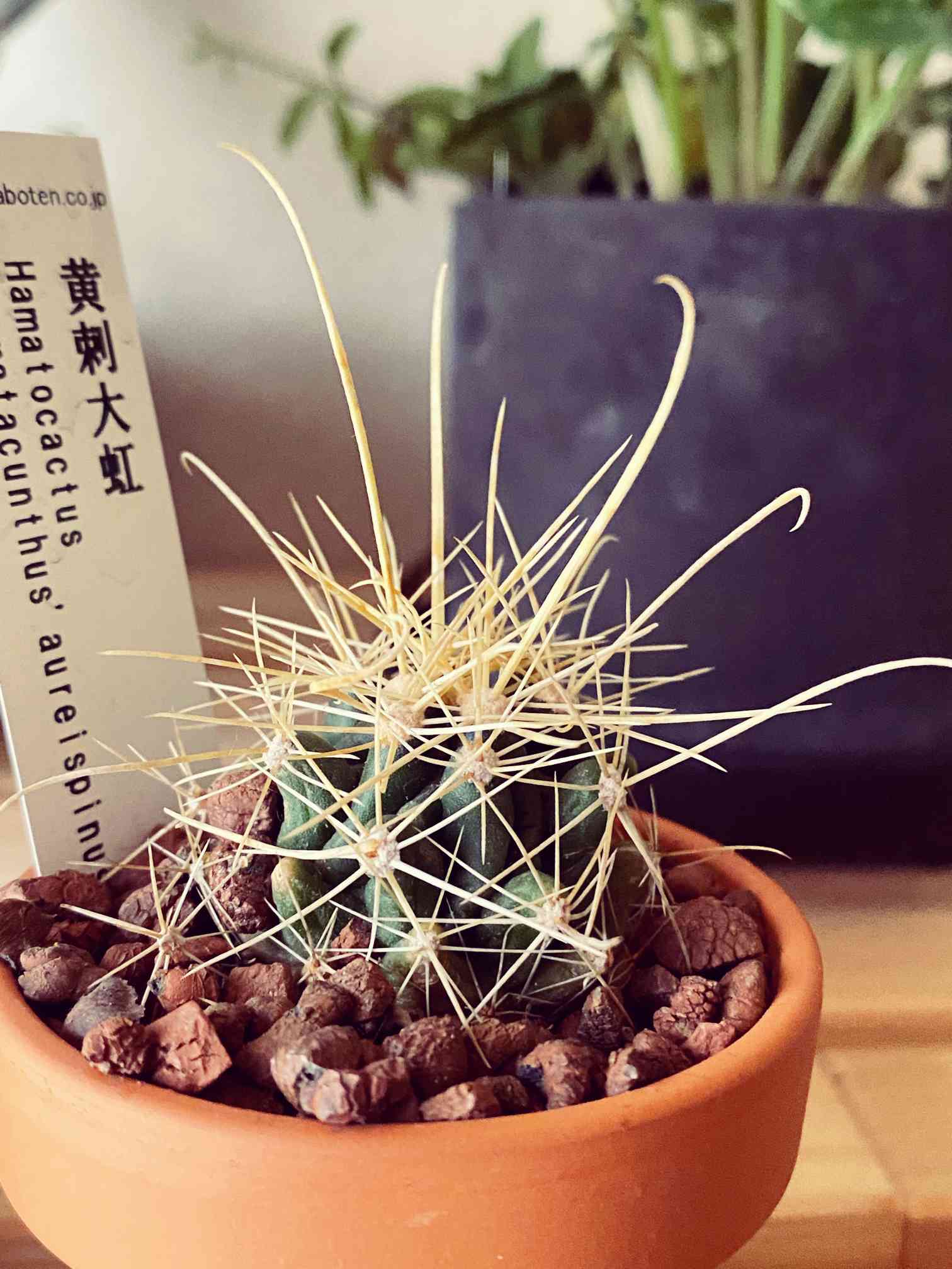 ハマトカクタス属 黄刺大虹の一覧｜🍀GreenSnap（グリーンスナップ）