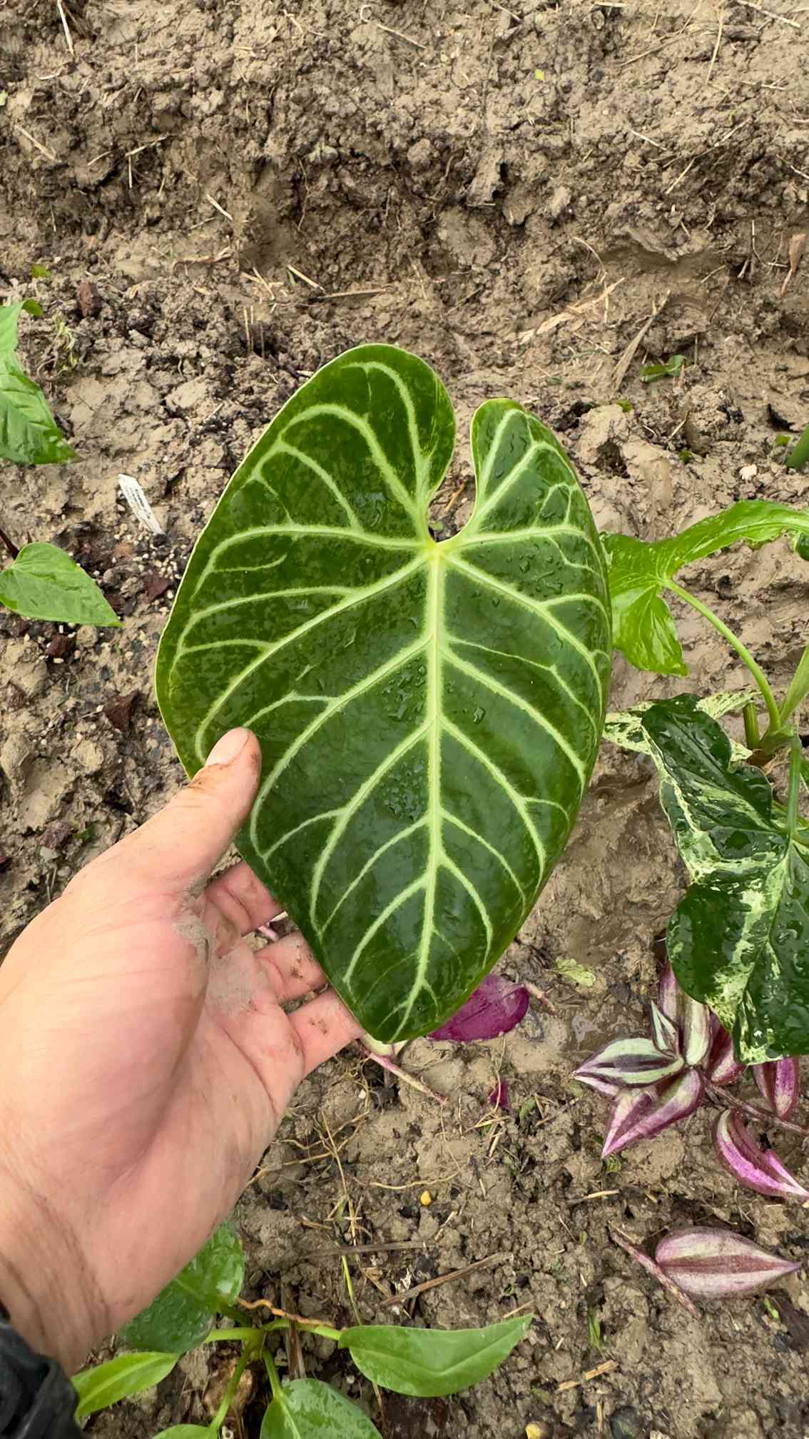 アンスリウム レガレ 葉長33cm アンスリウム レガレの成長記録