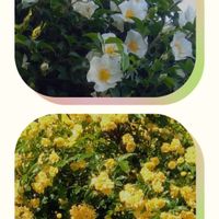 黄モッコウバラ,ナニワイバラ,小さな庭の画像