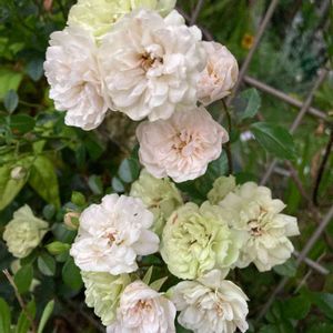 バラ,バラ,グリーンアイス,楽しみ〜,花のある暮らしの画像